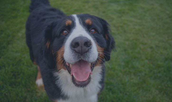 Modern Dog Licensing for Government Agencies: What Changed and Why It Matters