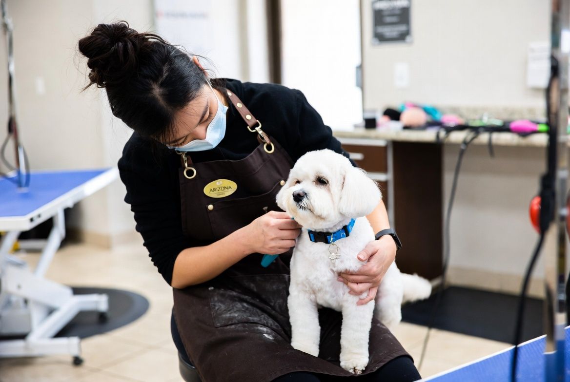 Why Modern Pet Business Permitting is a Government Necessity